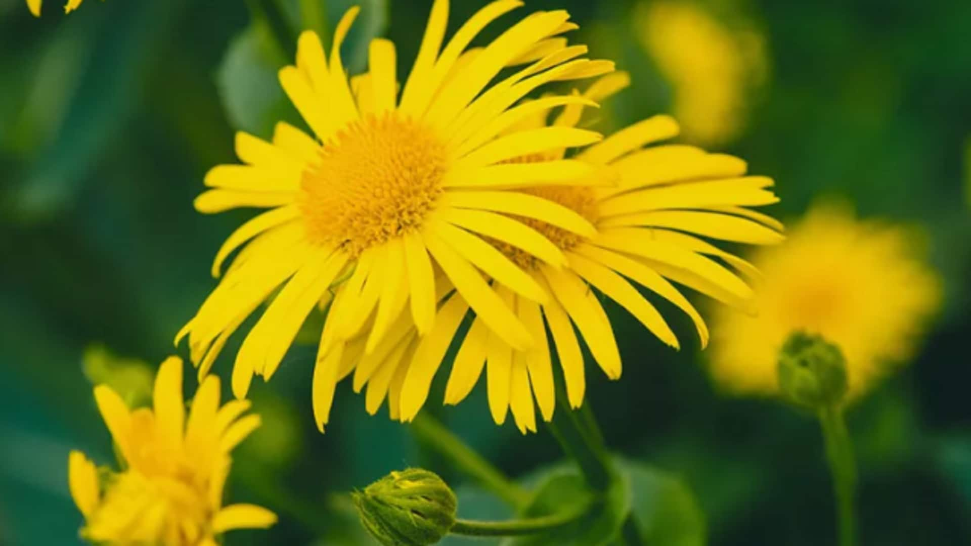 Tips to cultivate arnica at home—it's easy!