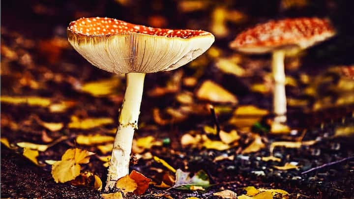 5 beauty benefits of reishi mushrooms