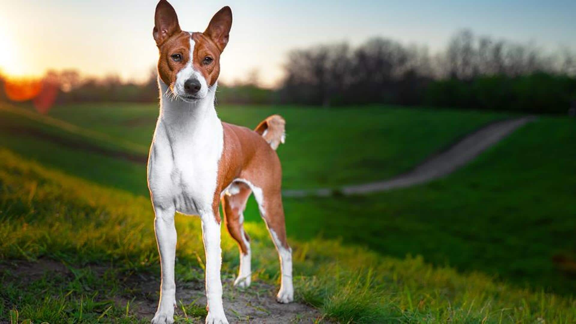 Understanding Basenji's barking habits