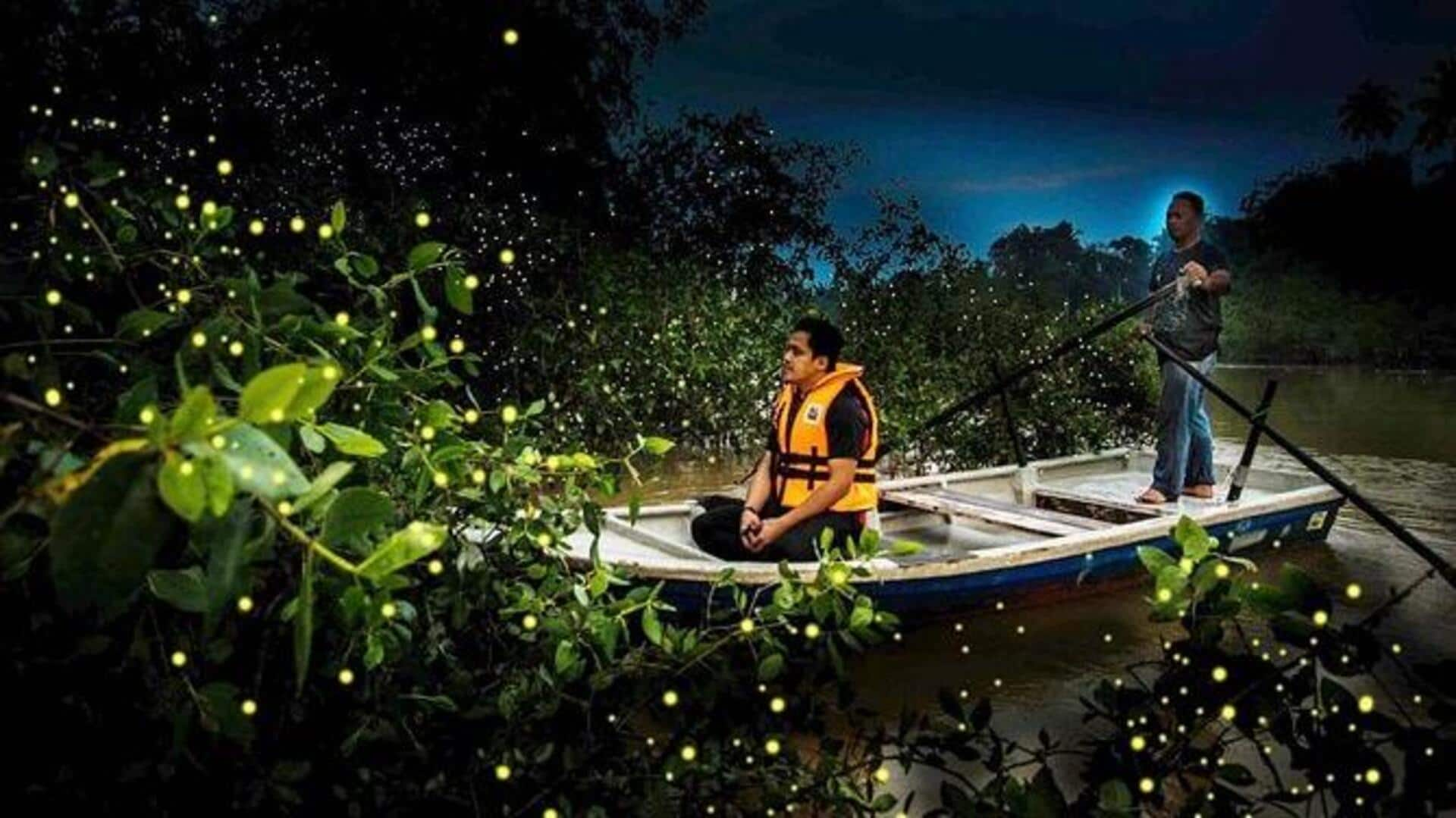 Firefly watching canoe trips: Bioluminescent river journeys