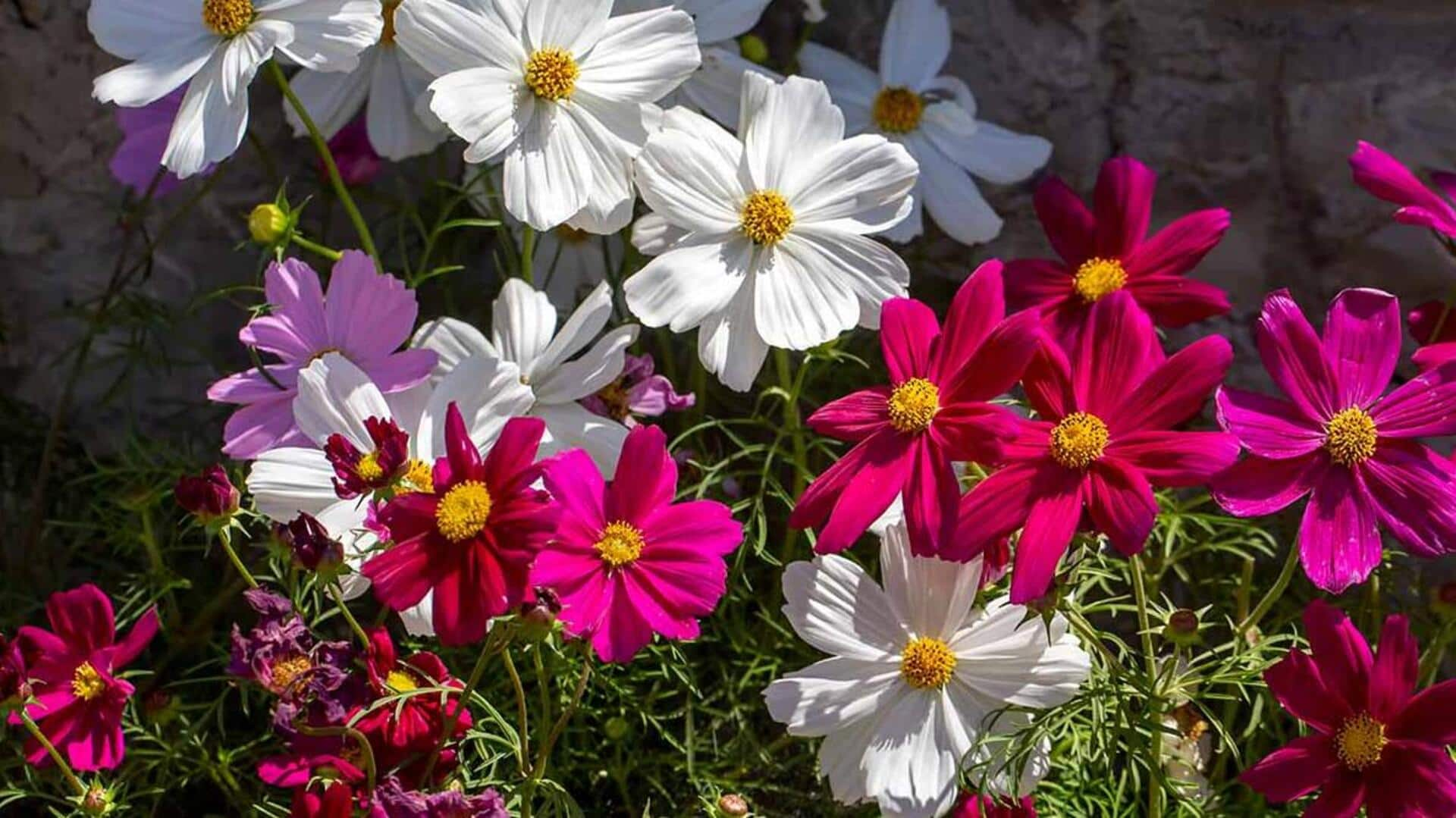 Tips to grow healthy and vibrant cosmos in your garden