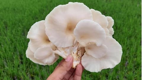 A step-by-step guide to harvesting oyster mushrooms at home