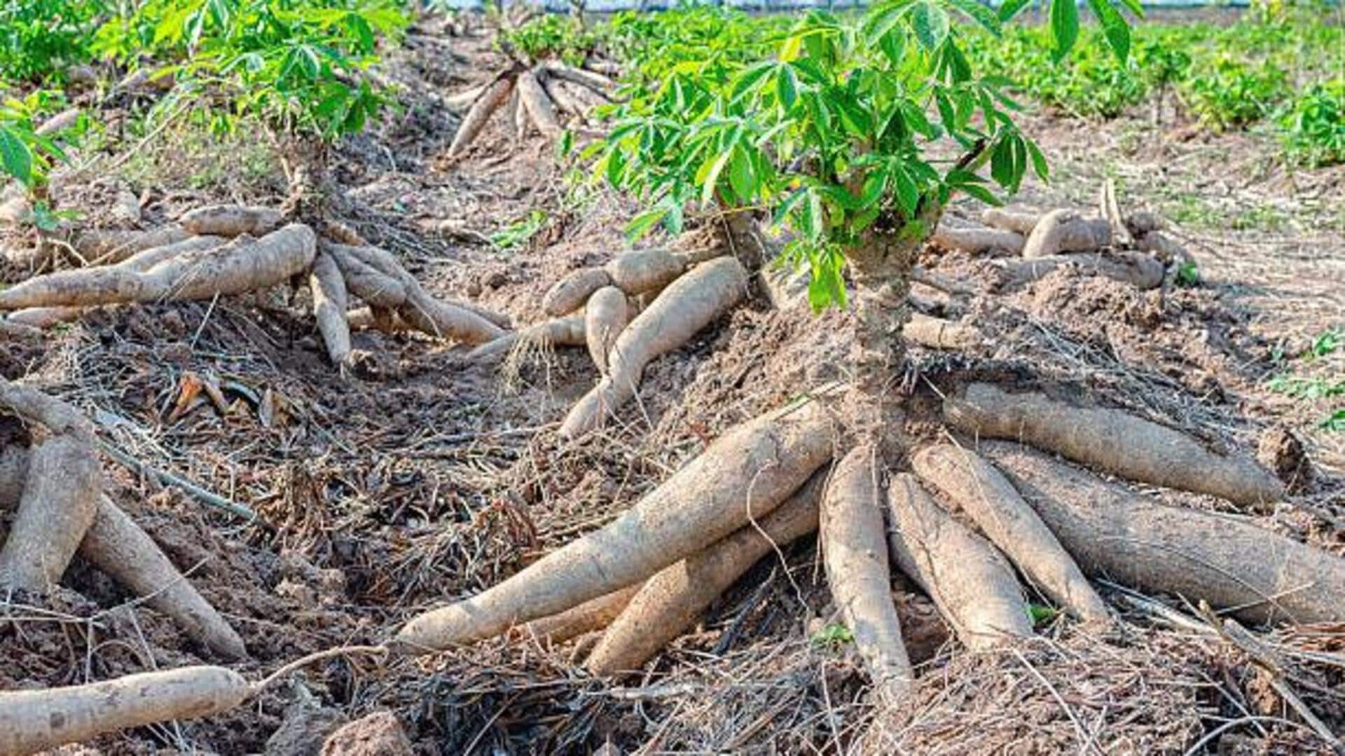 Cassava farming: 5 tips to boost productivity