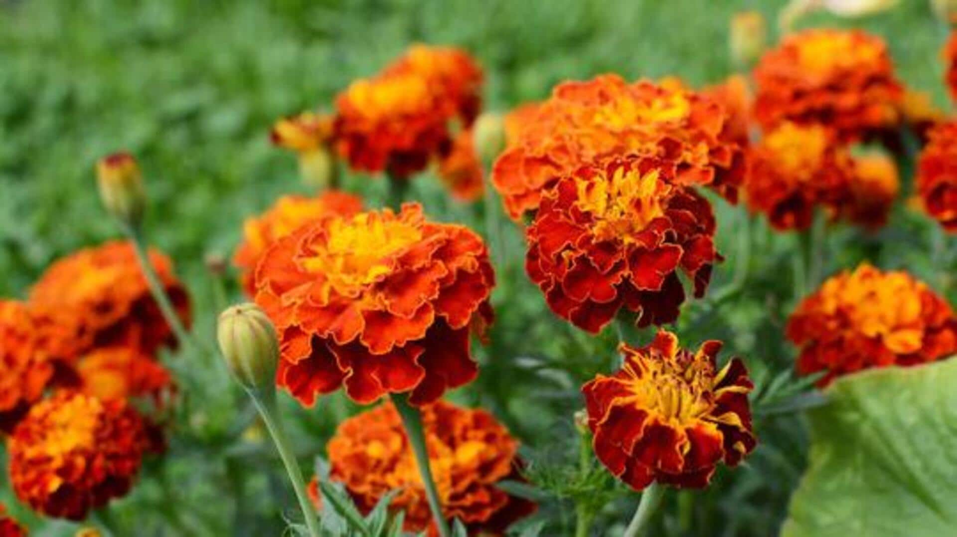 Dwarf marigold: A natural remedy for wellness