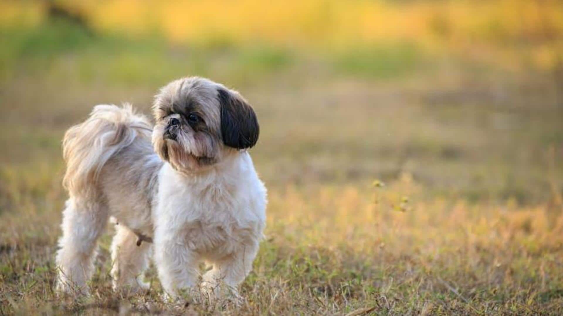 Keep your Shih Tzu's eyes safe with this guide