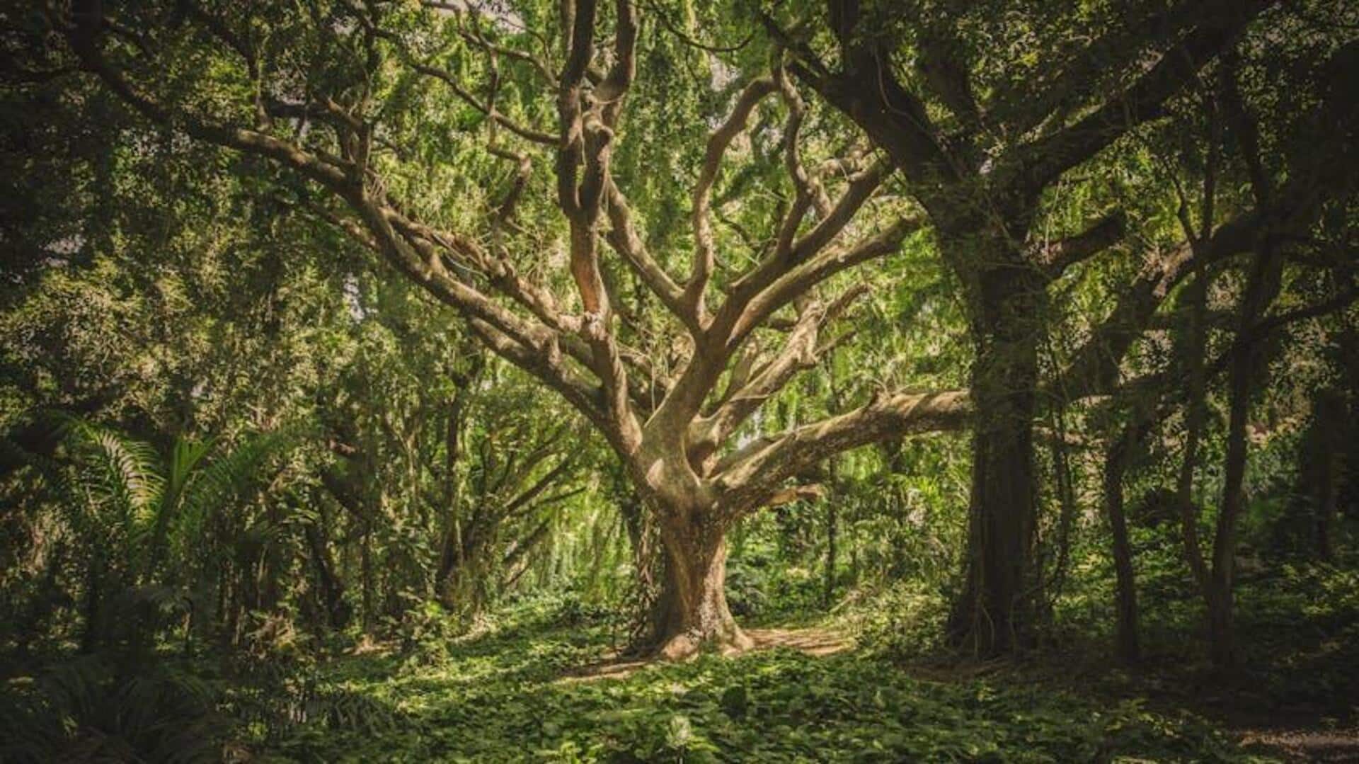 Discover the healing art of forest bathing Discover the healing art of forest bathing
