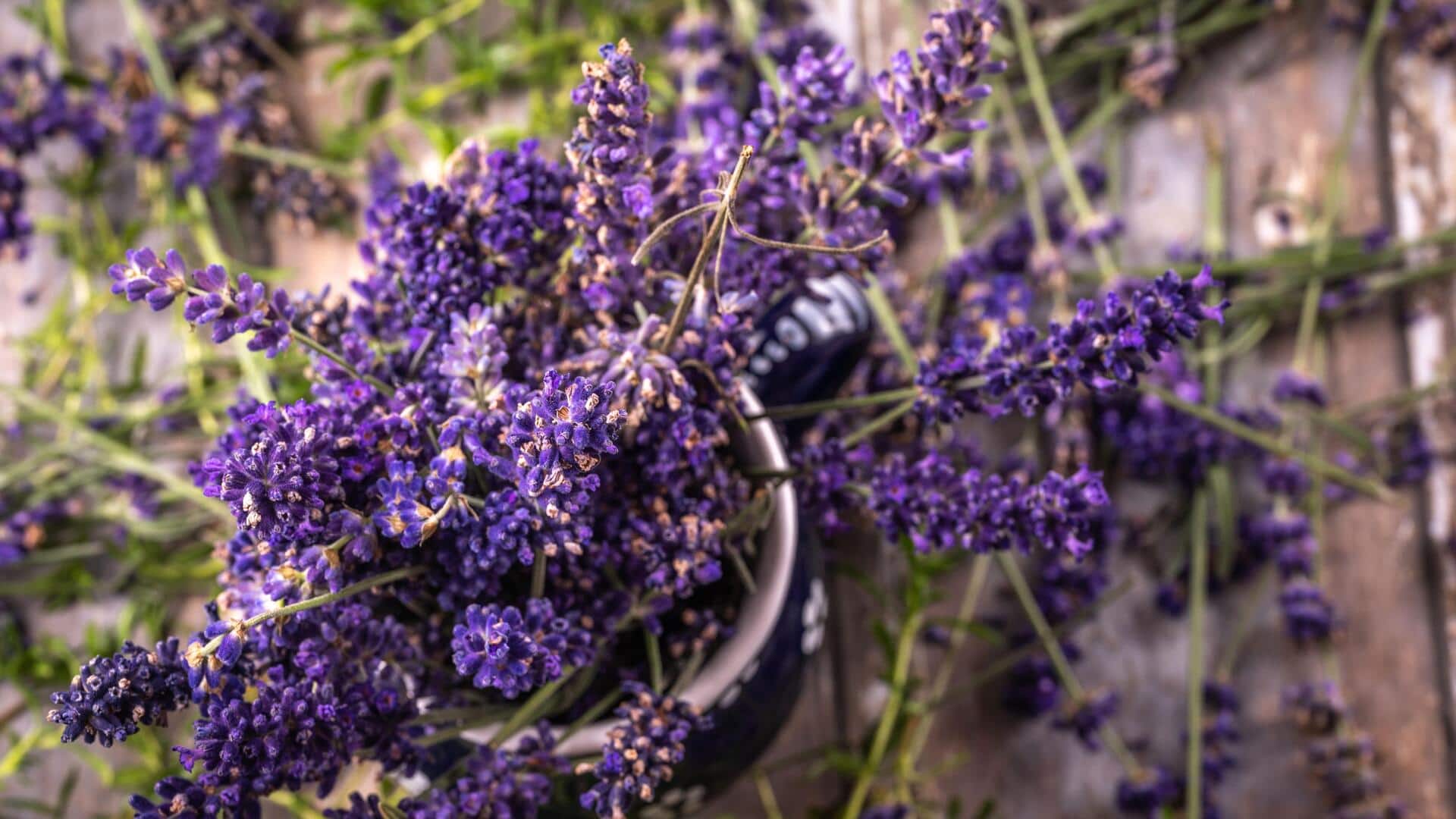 How to successfully grow lavender from seeds