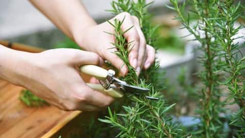 How to care for rosemary plant