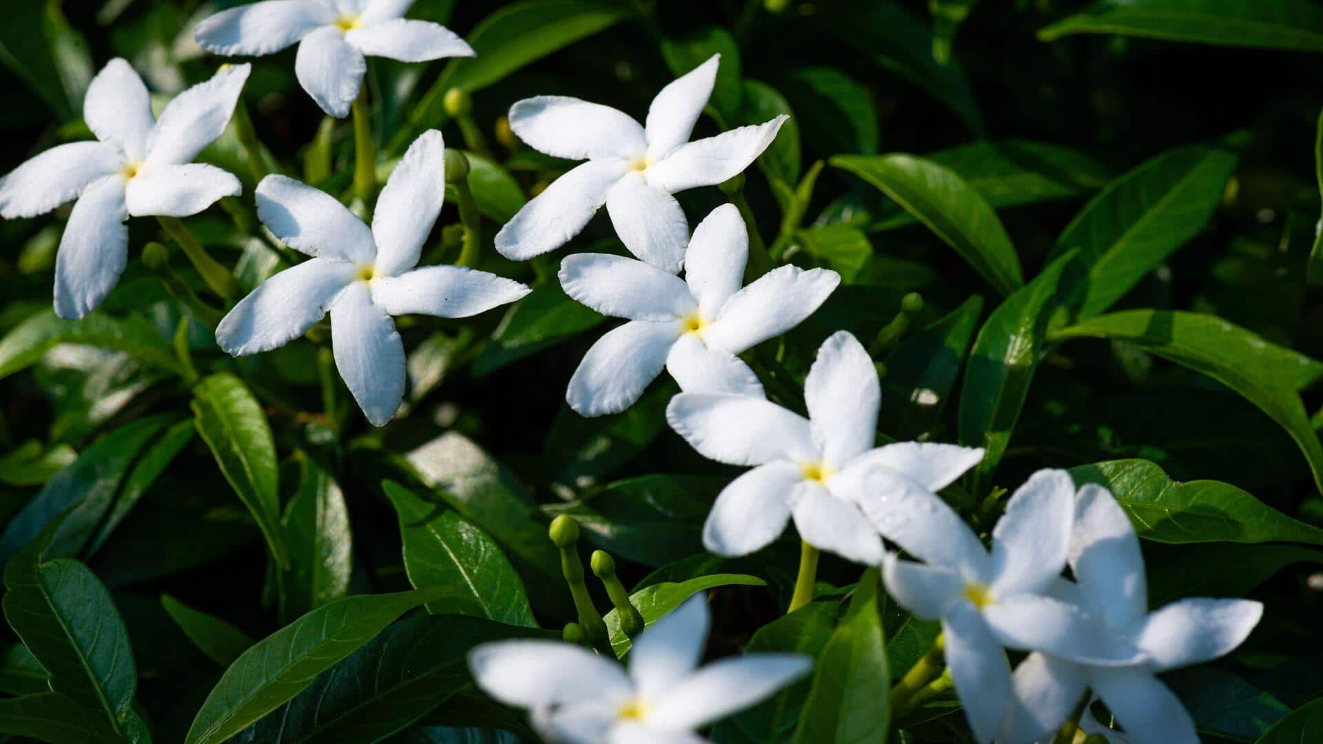 How to cultivate jasmine in your garden