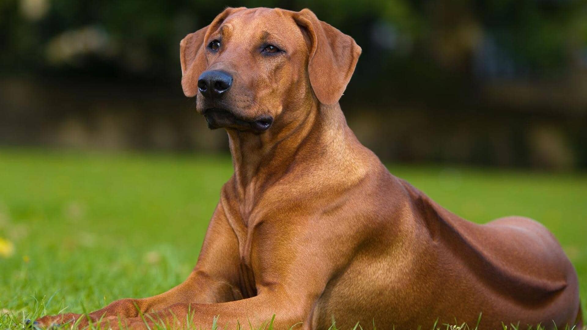 Got a Rhodesian Ridgeback at home? Follow these care tips