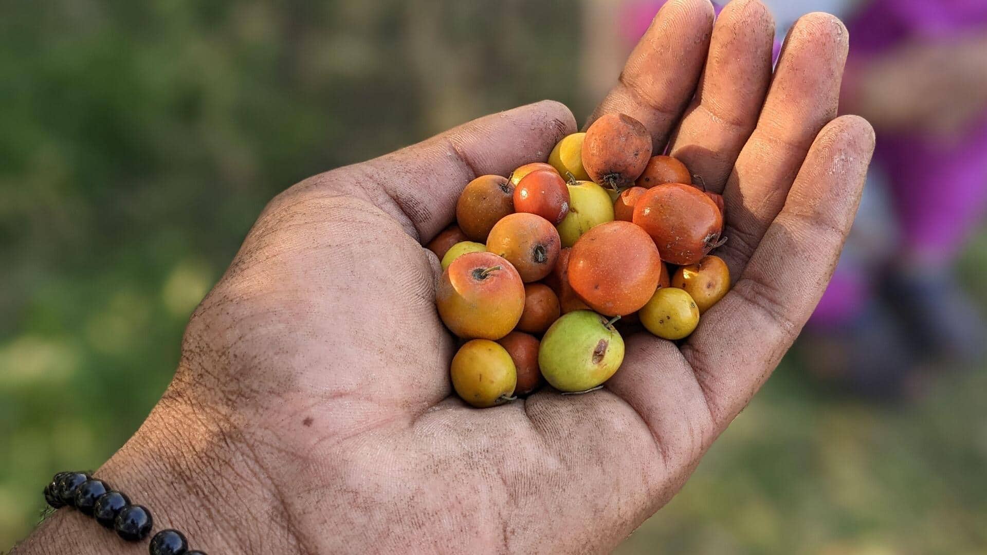 Jujube: 5 ways to enjoy this sweet fruit