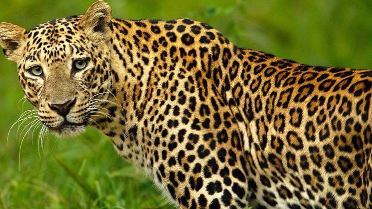Leopard strays into posh Jammu locality, injures three
