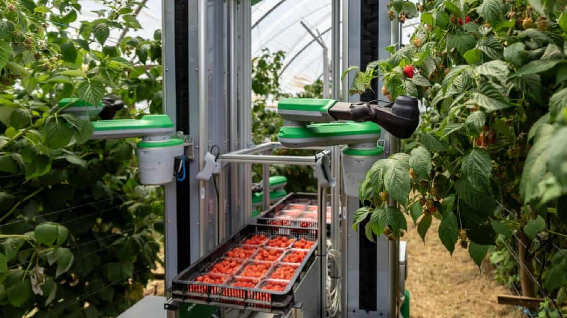 This robot has aced to pick only ripe raspberries