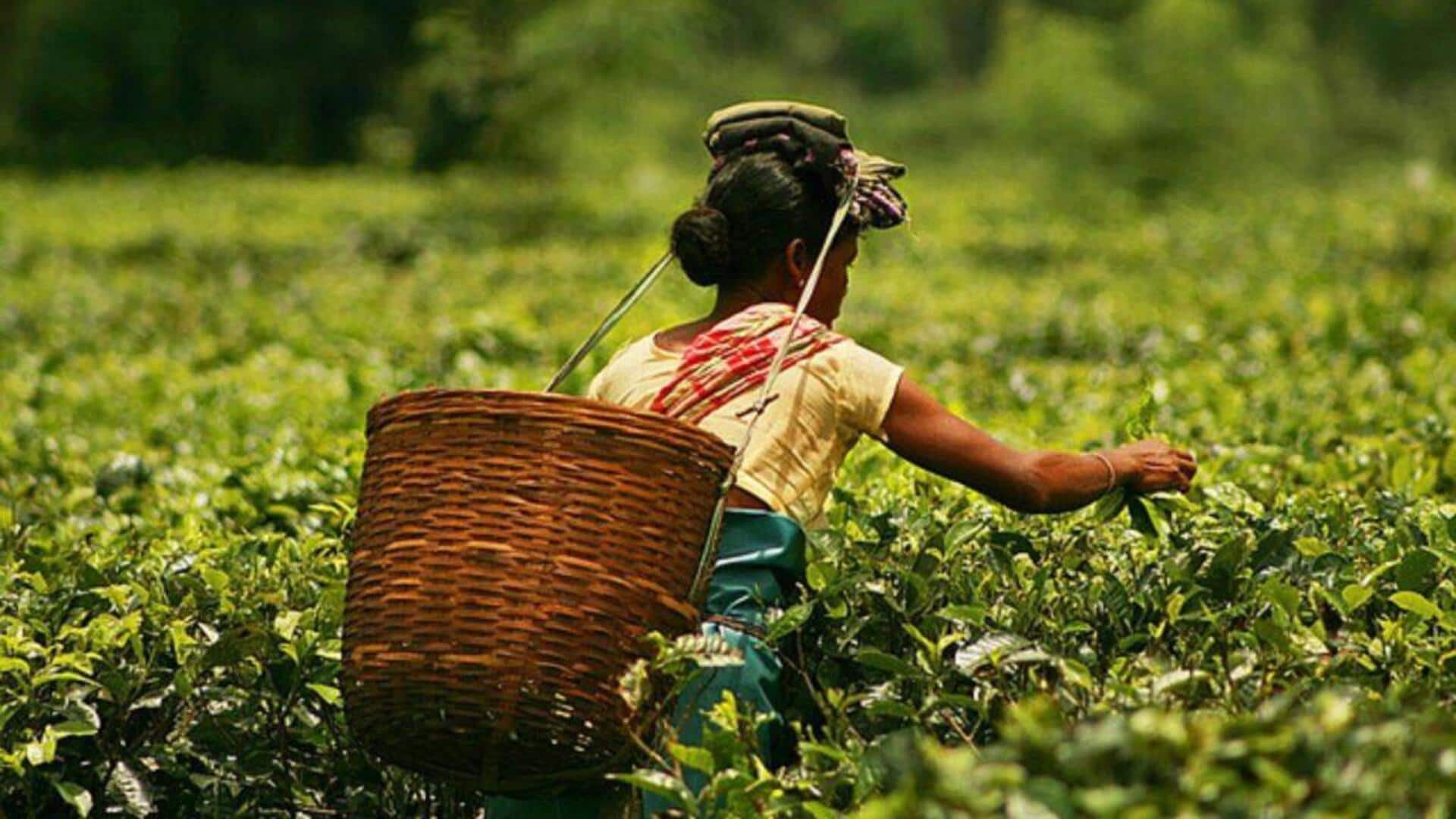 Assam tea's journey: Origin and cultivation Assam tea's journey: Origin and cultivation
