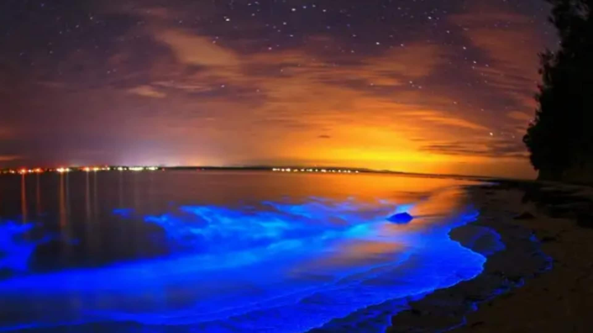 The enchanting bioluminescence wonders of India and Japan