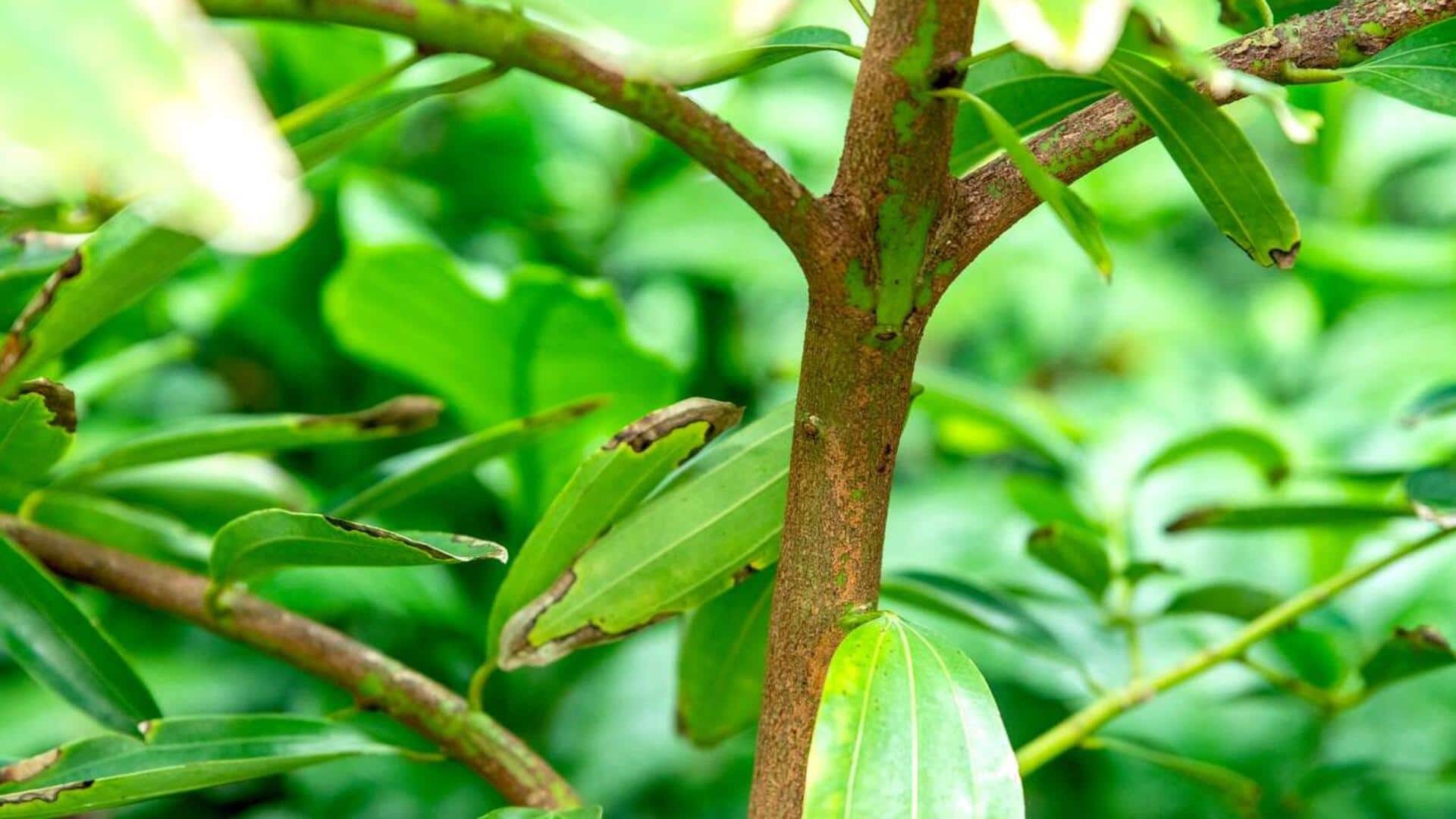How to grow cinnamon bushes at home How to grow cinnamon bushes at home