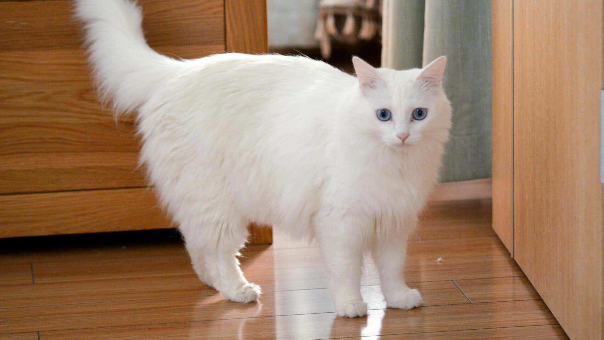 Budget-friendly ways to make your home pet-perfect! Budget-friendly ways to make your home pet-perfect!