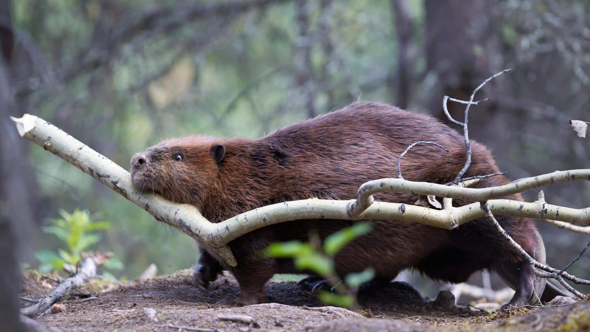 How monogamous are humans compared to other animals?