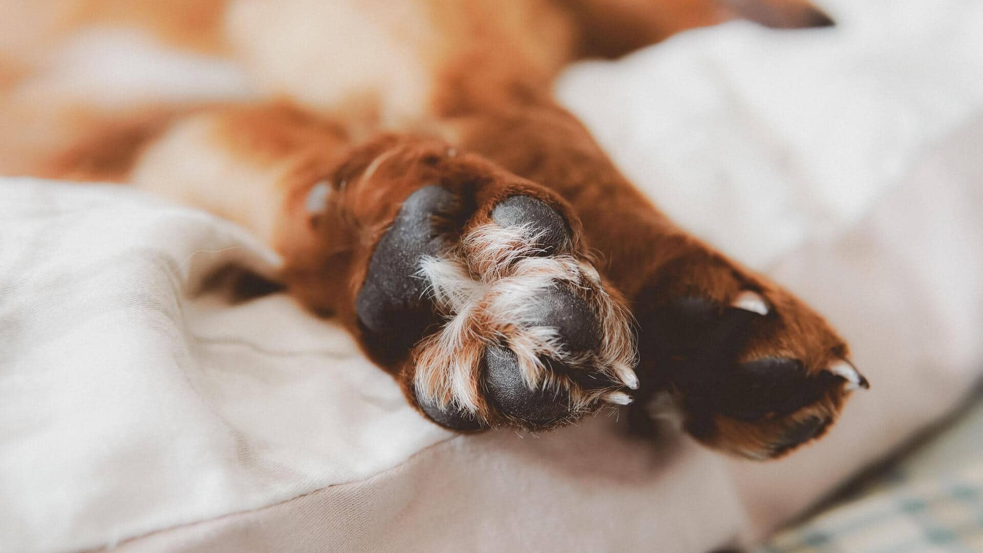 How to keep your dog's paws clean at home