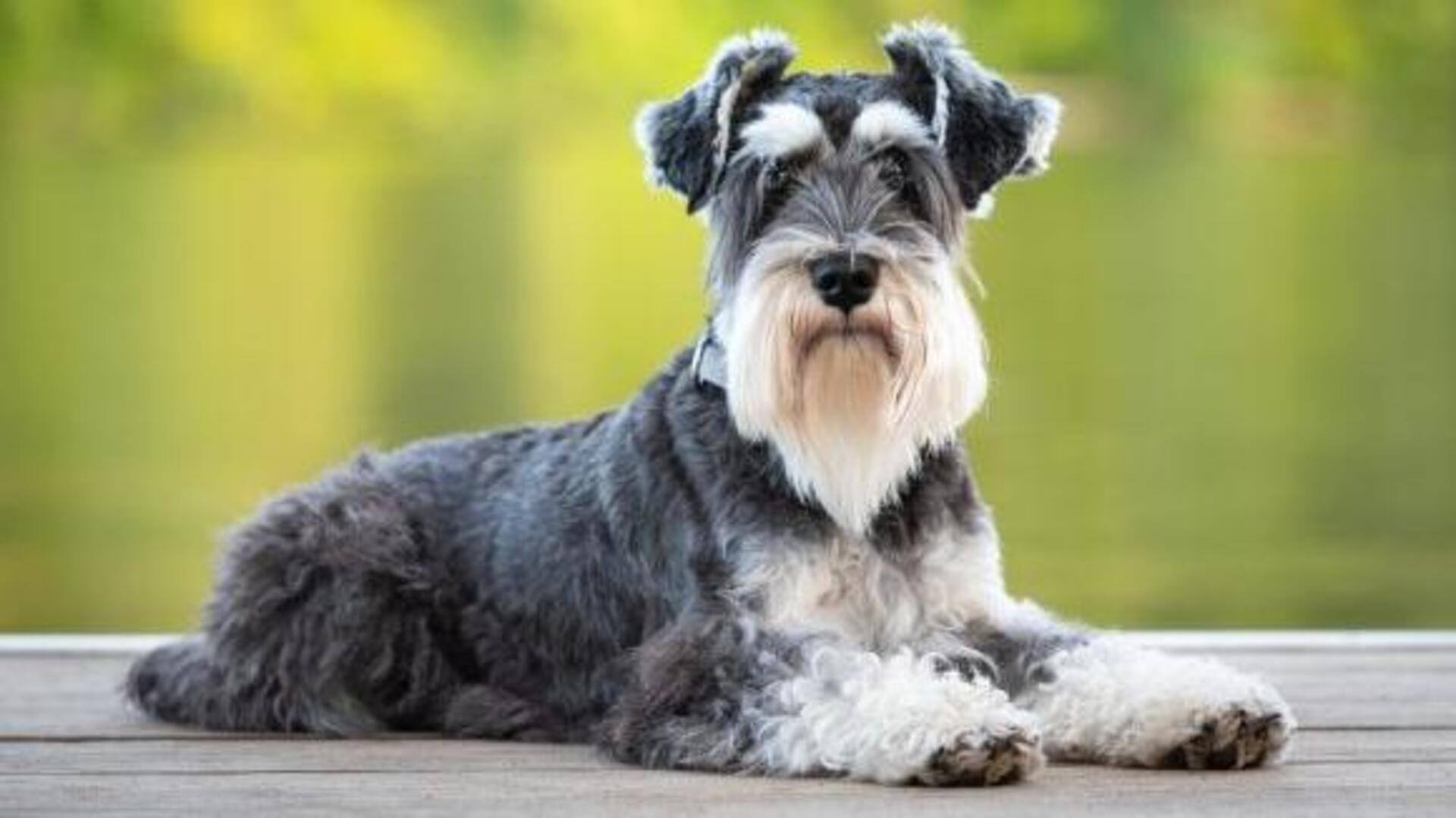 How to properly clean your Schnauzer's ears