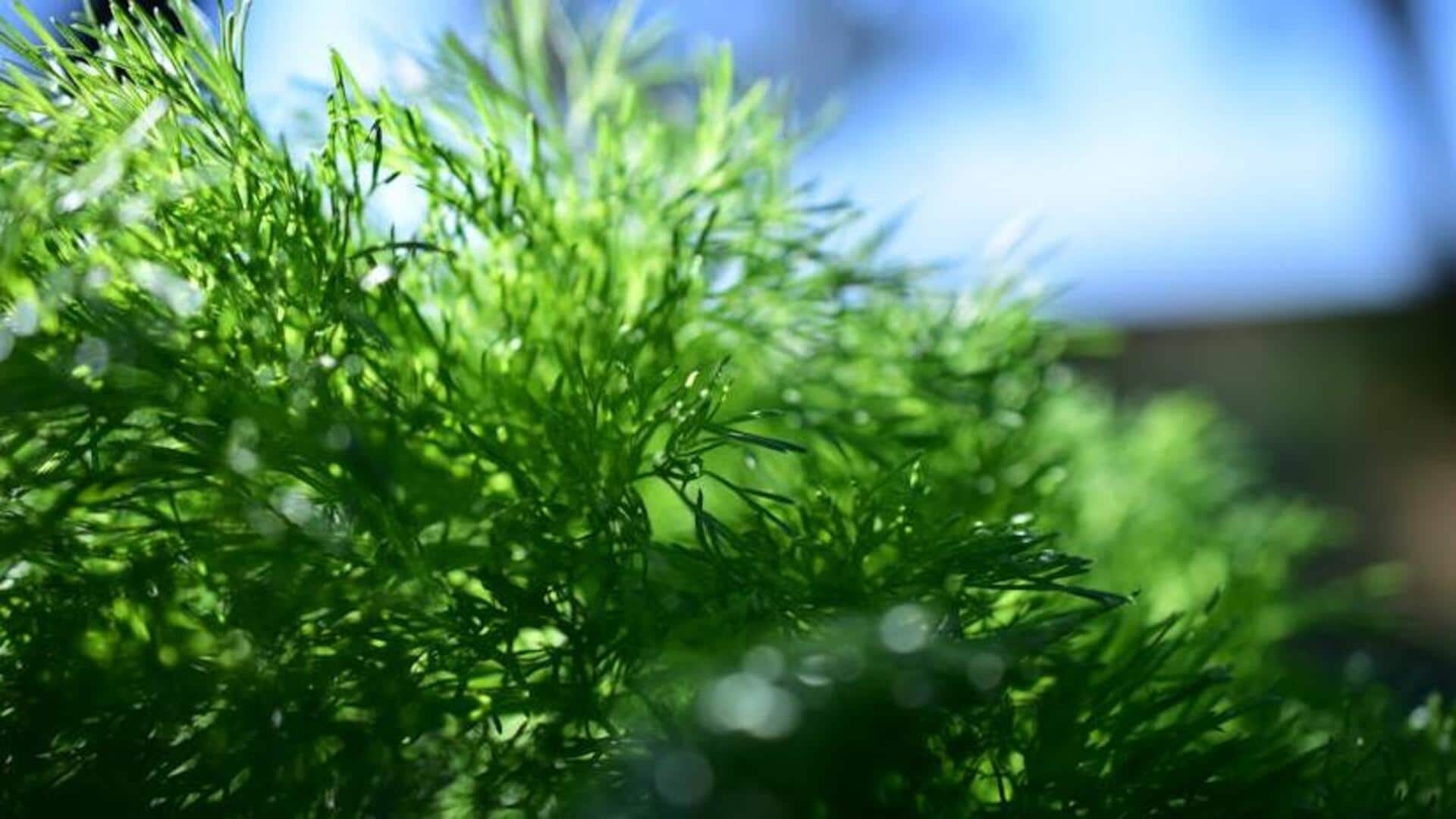 Growing dill made easy—here's a simple guide