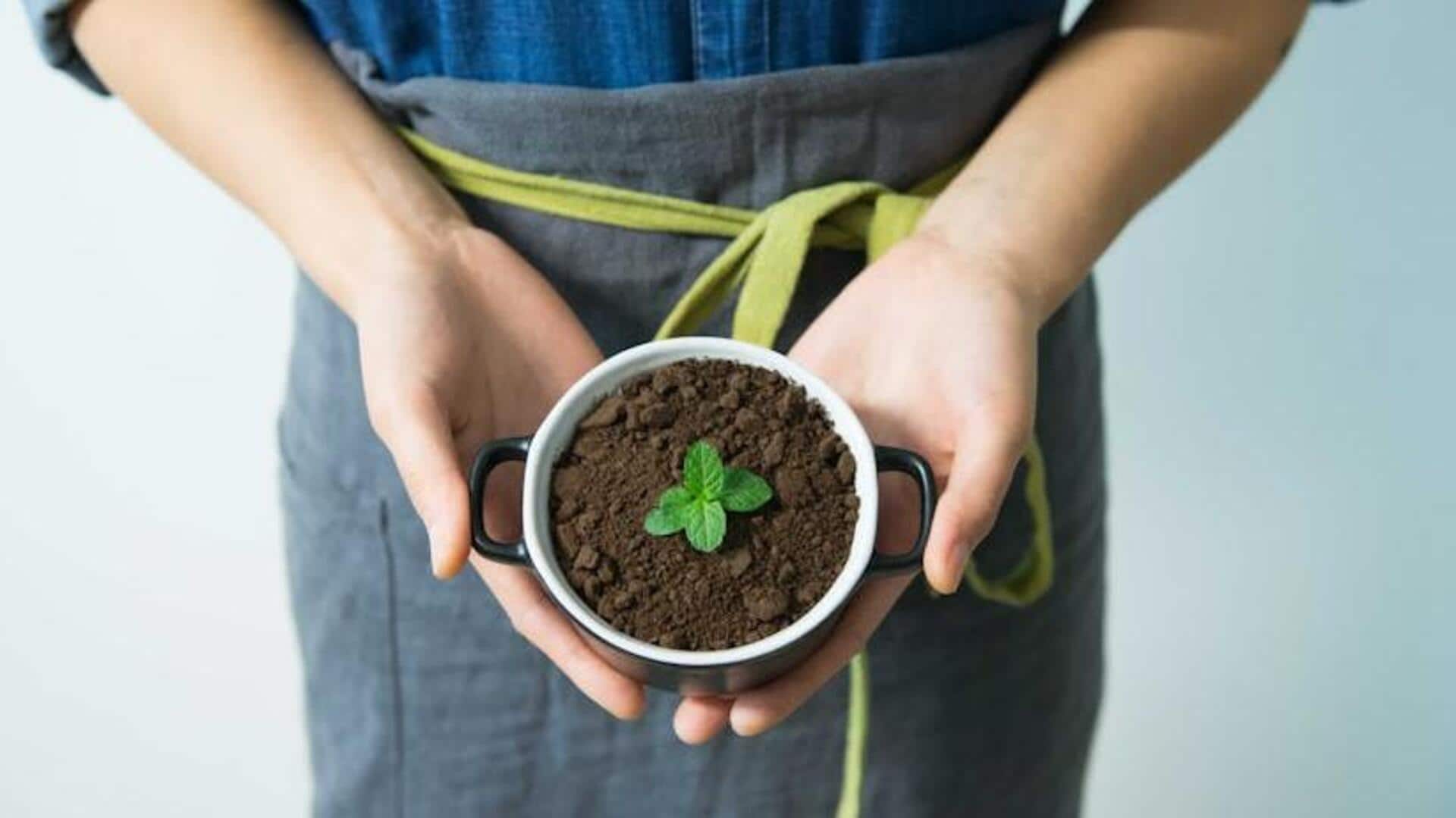 How to grow mint at home How to grow mint at home