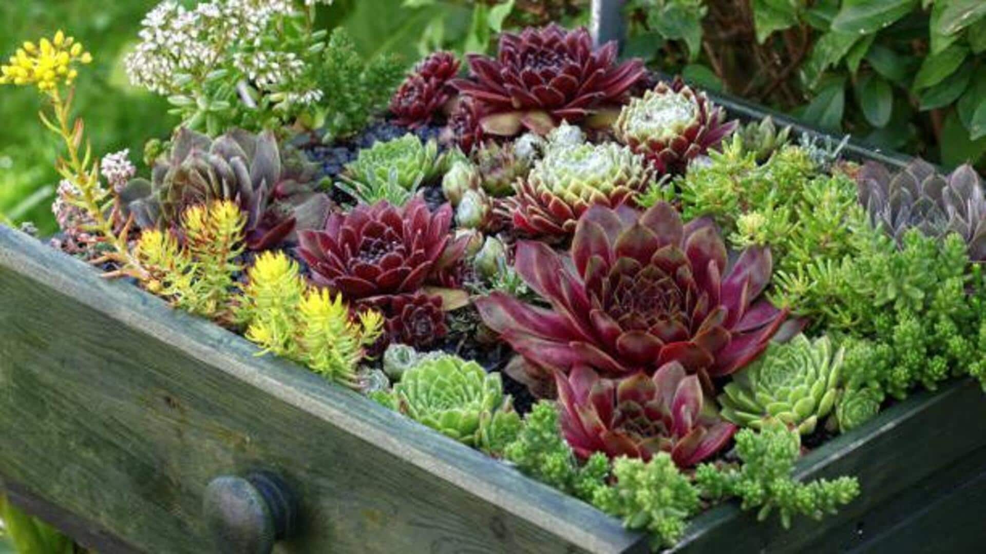 How to water drought-tolerant plants