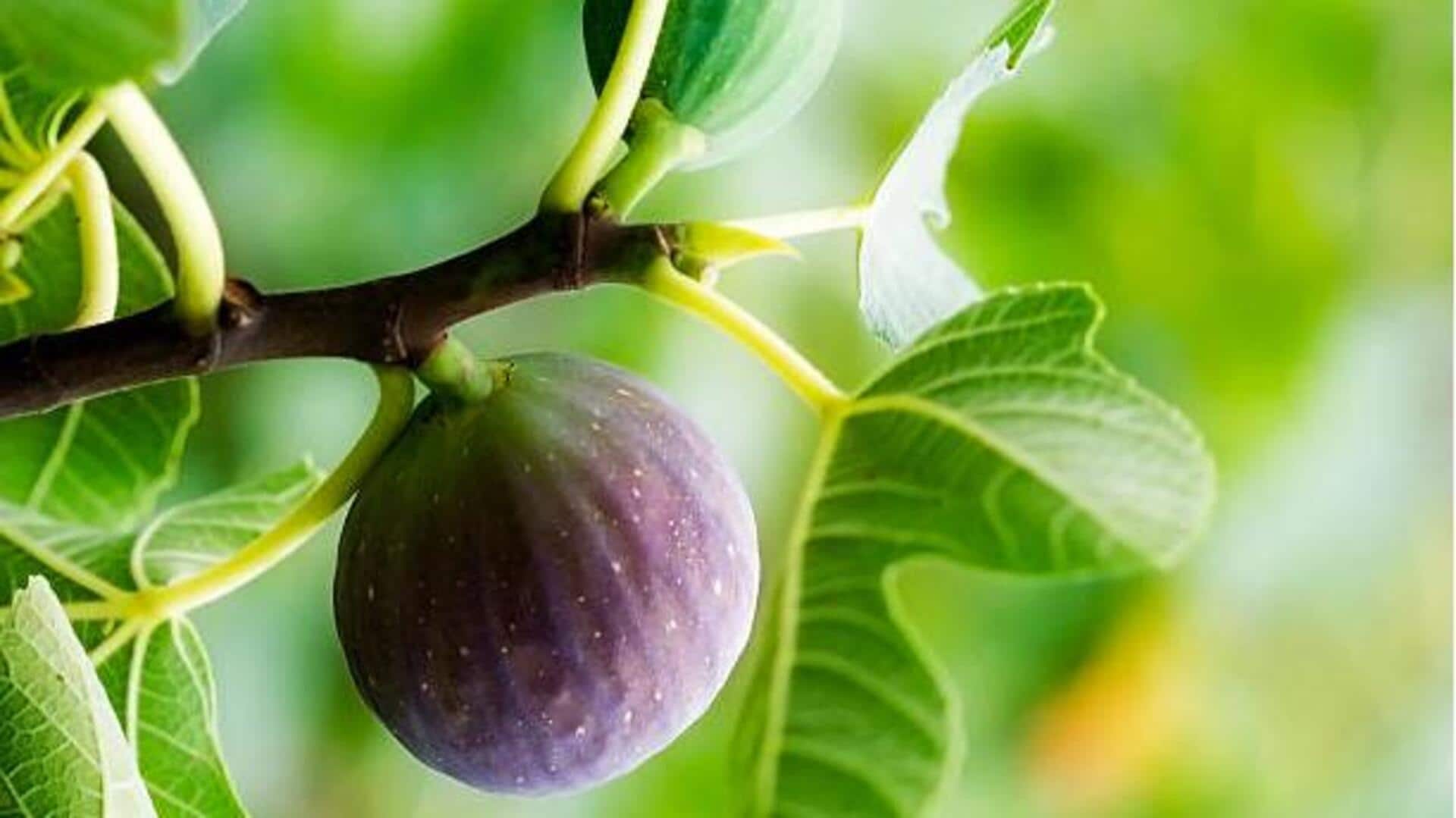 Why you should know about wild fig