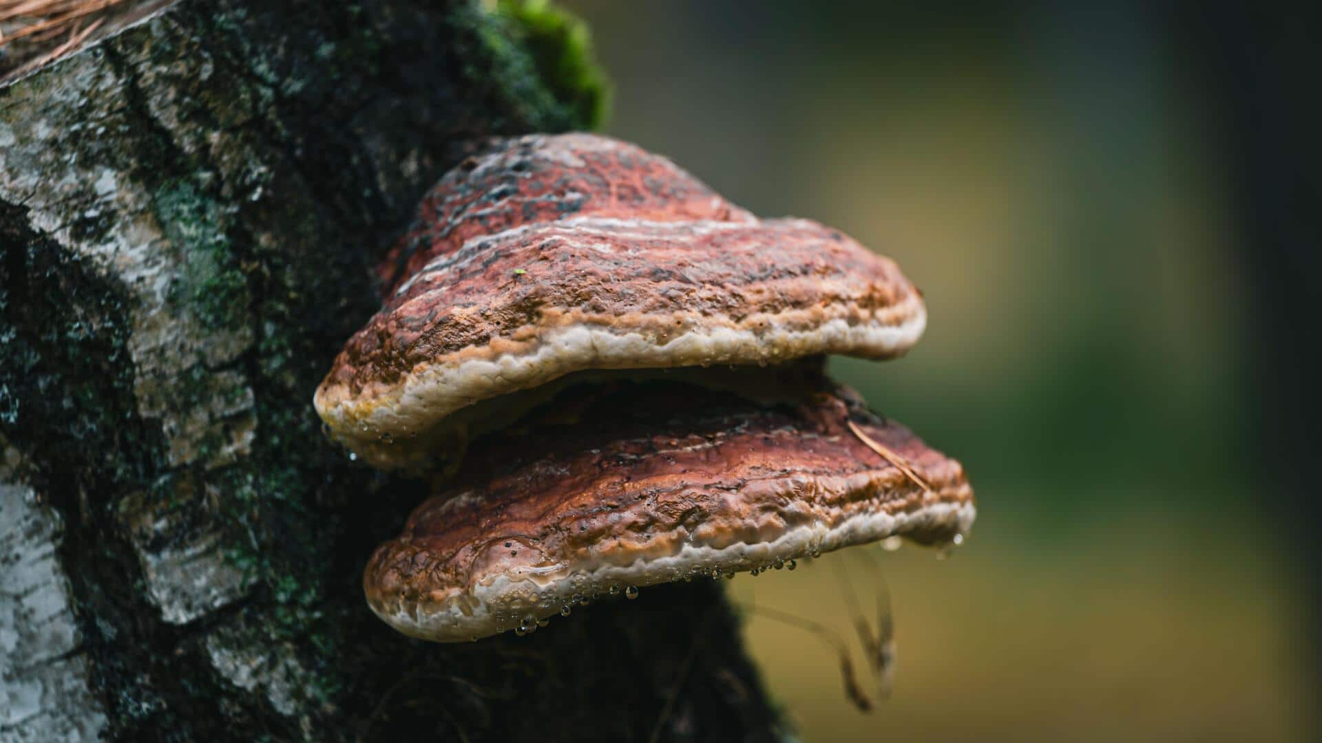 Chaga mushroom: A natural remedy for longevity