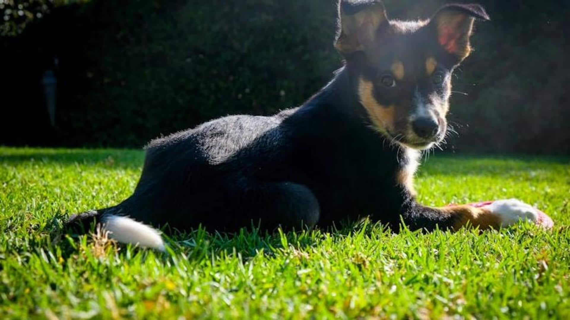 Kelpie agility training essentials