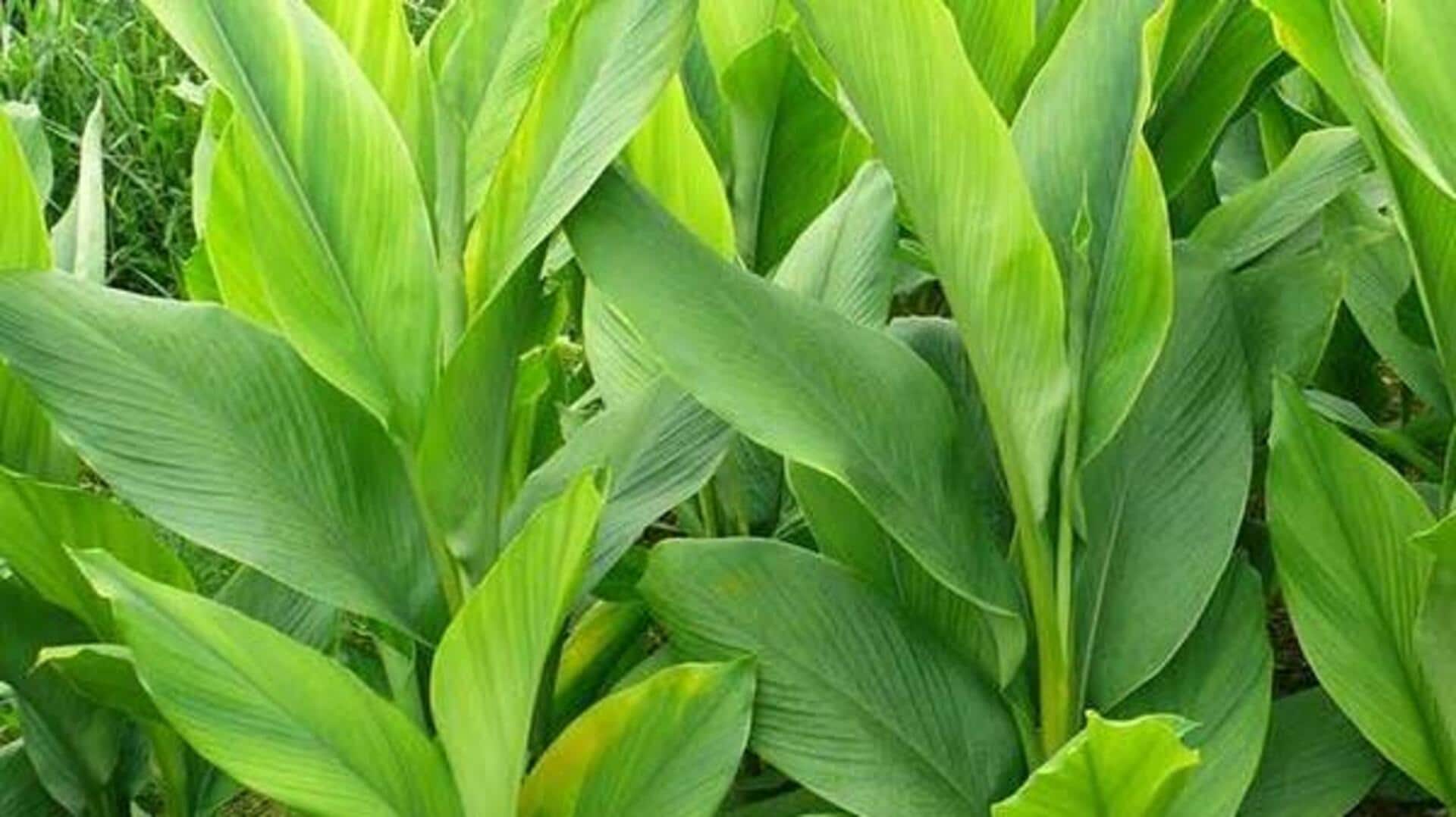 How turmeric leaves add aroma and wellness to your meals How turmeric leaves add aroma and wellness to your meals