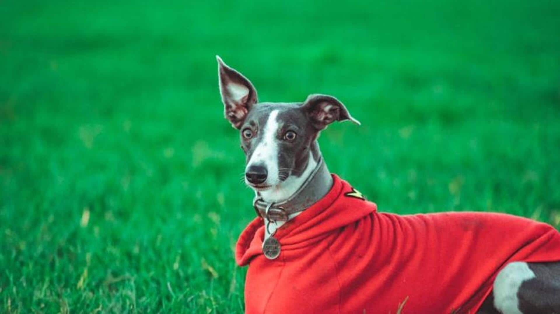 Whippet sleep comfort solutions