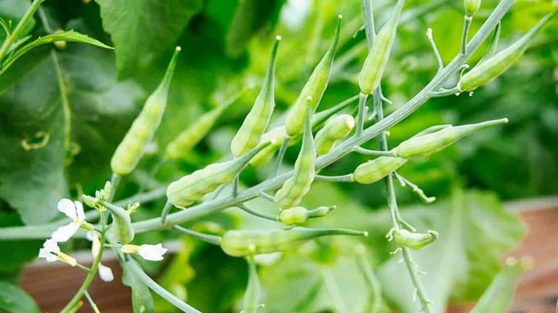 Delicious ways to enjoy radish pods Delicious ways to enjoy radish pods