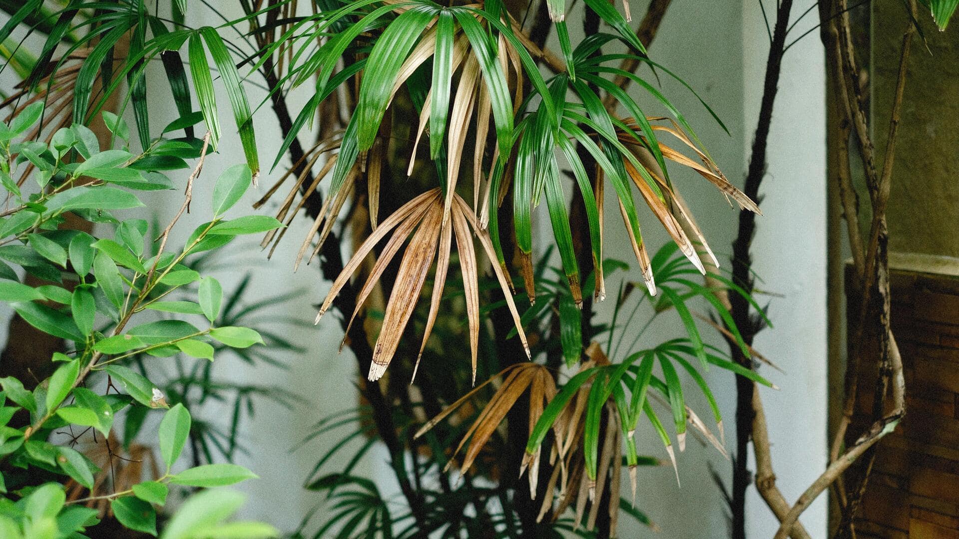 The easy way to care for a ponytail palm