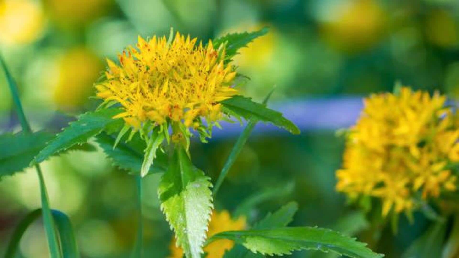 Golden root: Your secret to glowing skin Golden root: Your secret to glowing skin