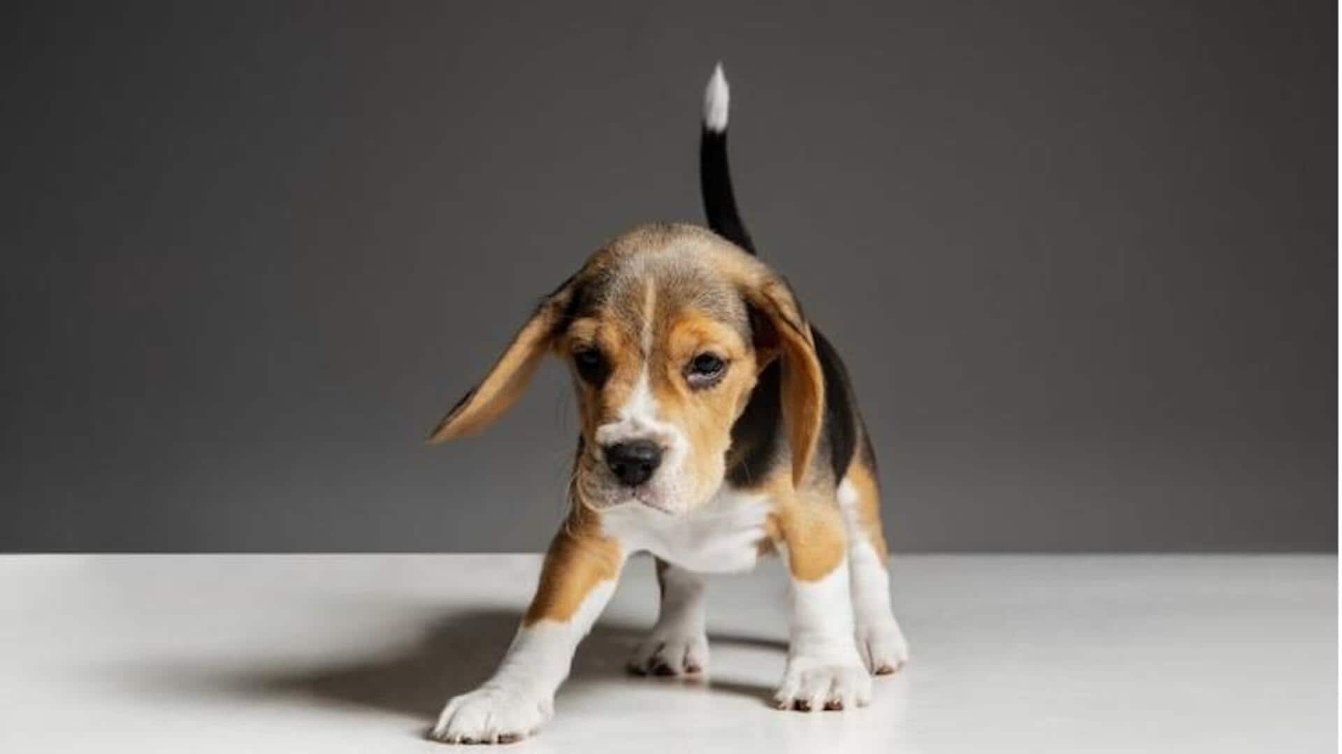 Beagle puppy clearance diet