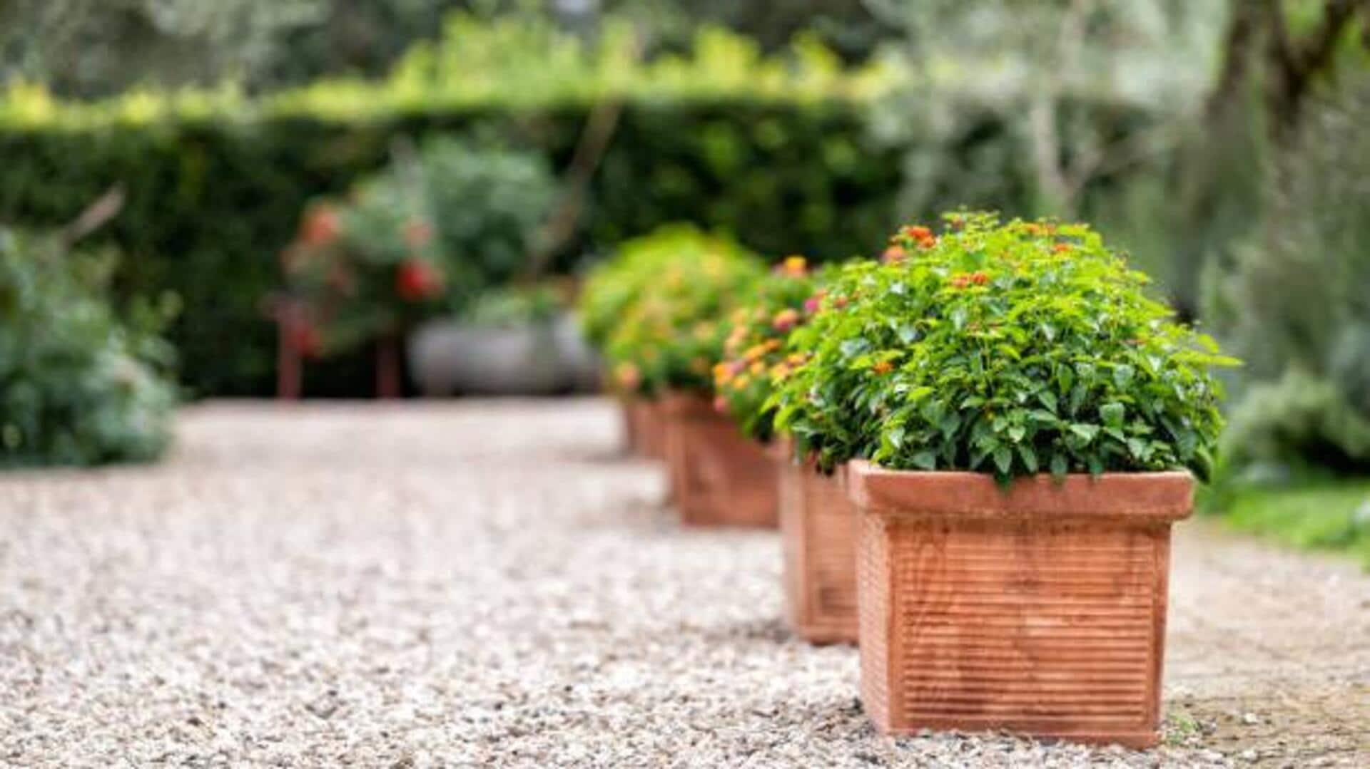 How to style your indoor garden with terracotta pots
