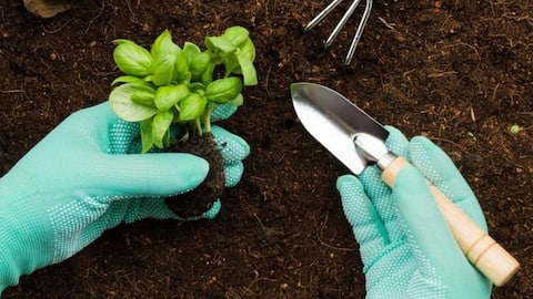 Types of potting soils you can use for your plants