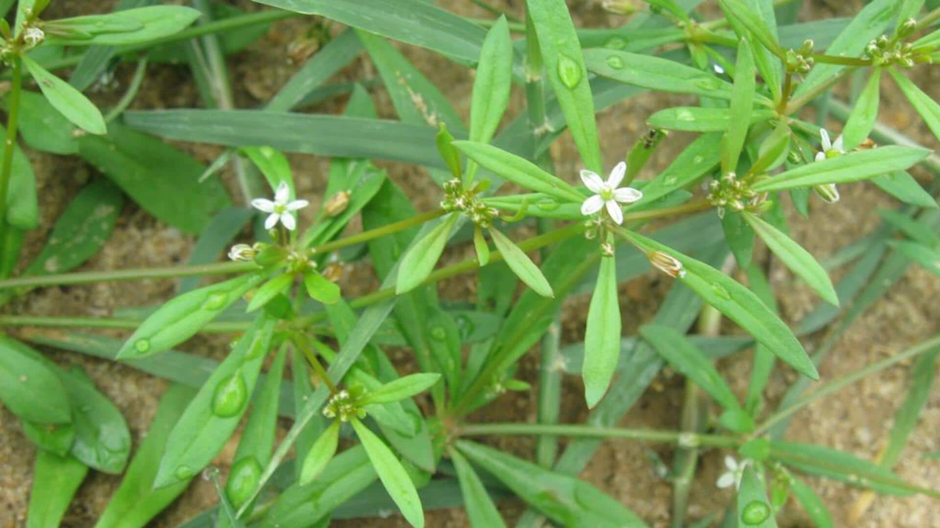 Why African carpetweed is a chef's favorite