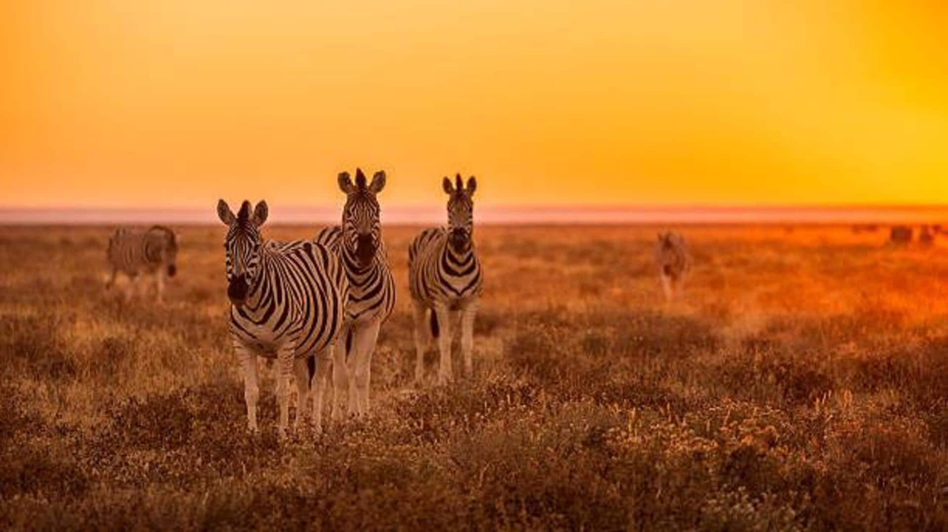 Exploring wildlife conservation in Etosha National Park