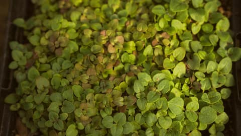 Grow marjoram at home all year long with these tricks