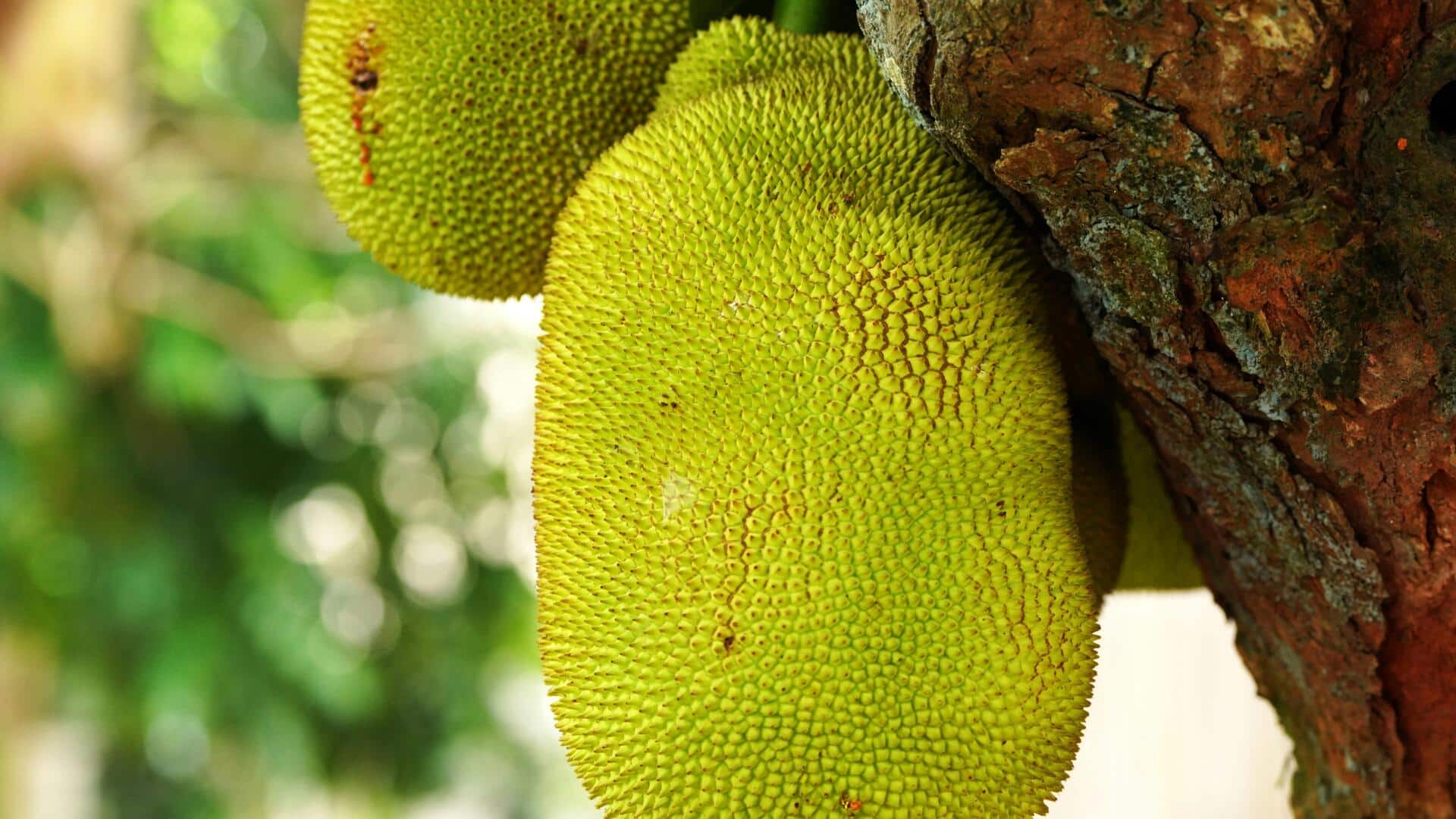 How to use jackfruit in everyday cooking