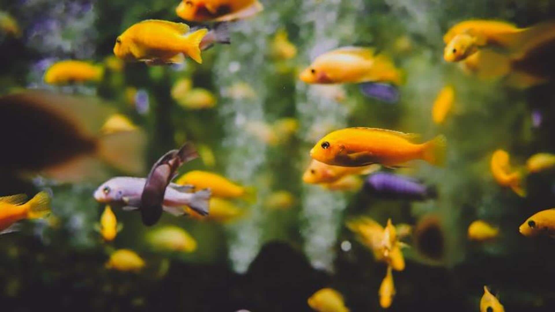 Declutter your aquarium area for aquatic zen