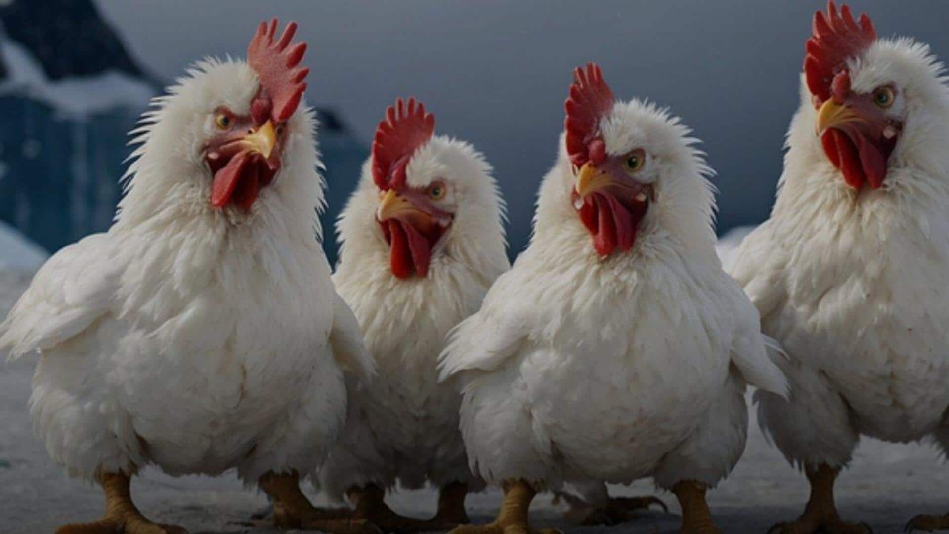 Why Saudi is spending $4.5 billion to avoid chicken crisis  