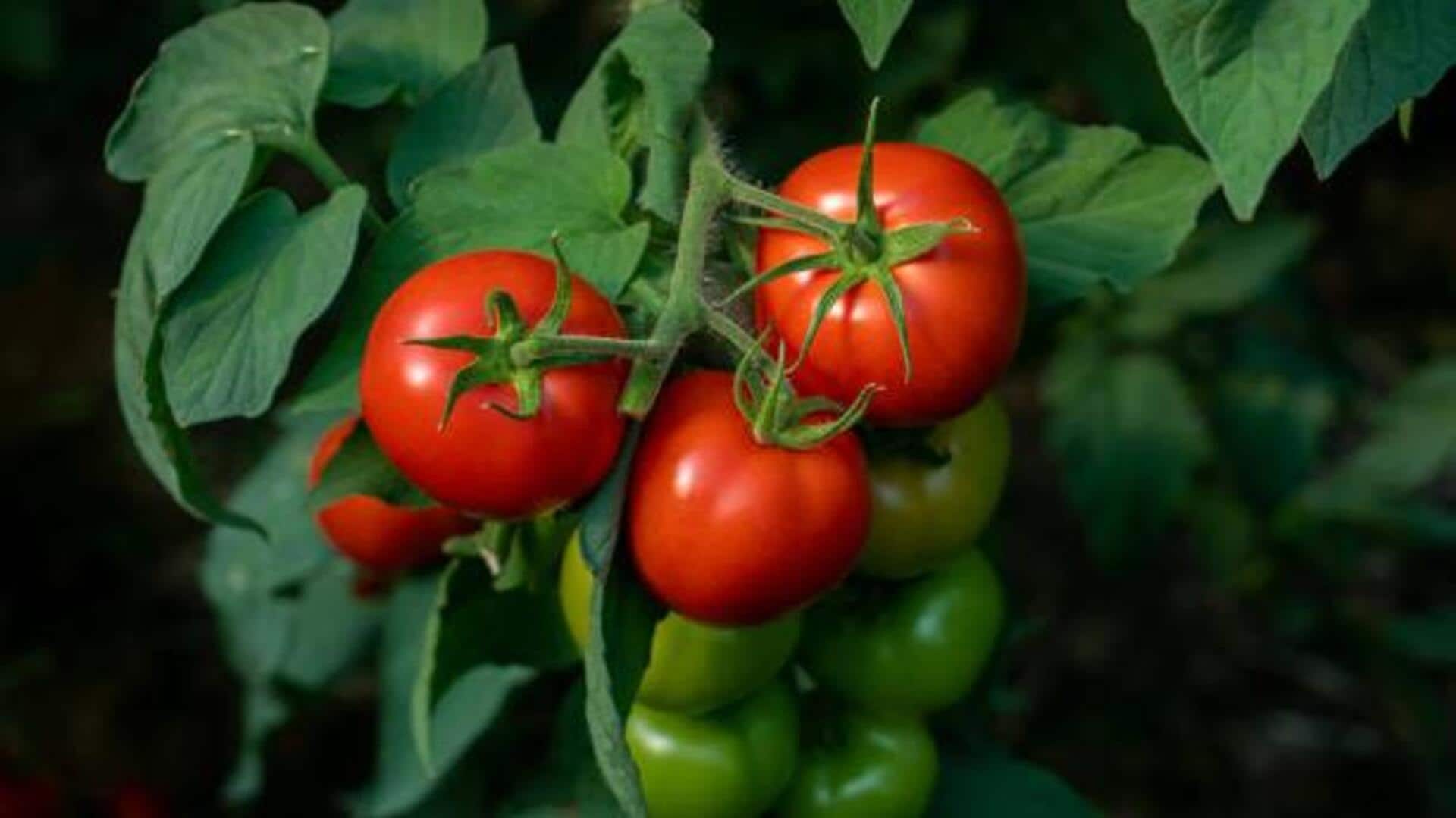 Heard of bush tomato?