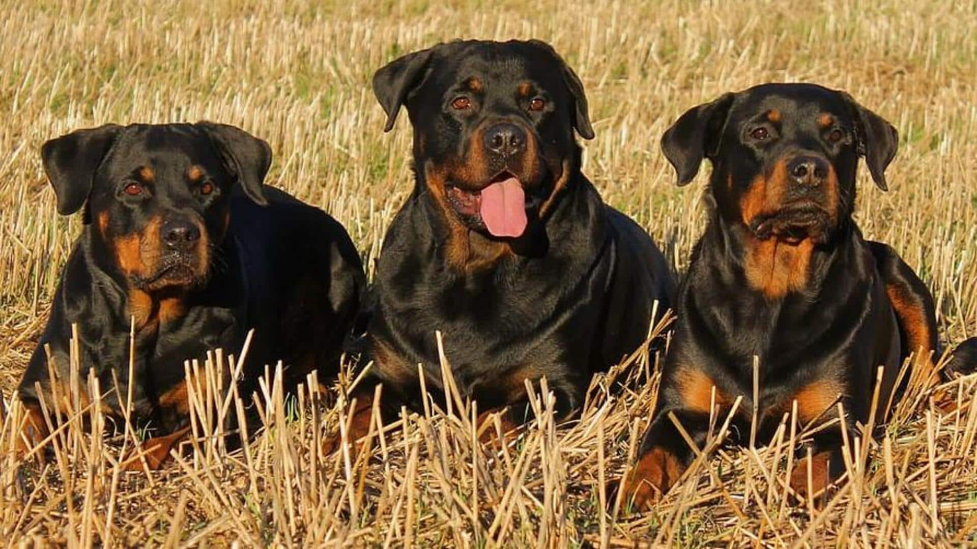 Rottweiler allergies best sale