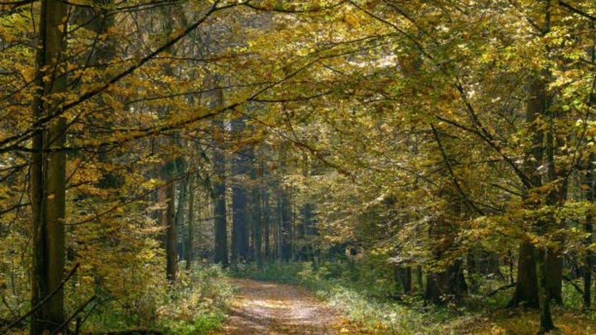 You must explore these stunning ancient forests 