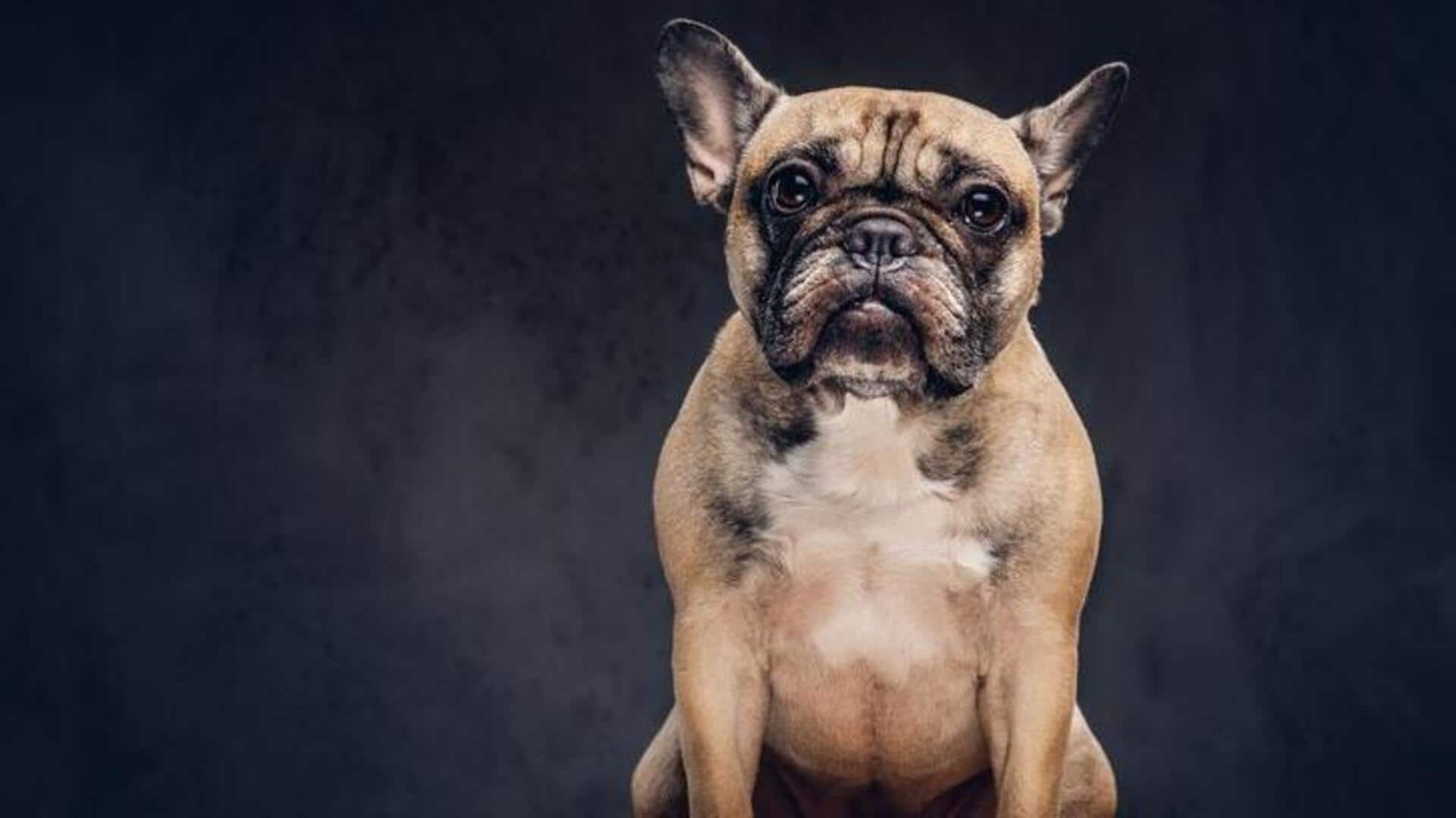 Bulldog tear stain remedies