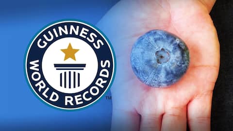 World's heaviest blueberry which weighs 20.4gm earns Guinness World Record