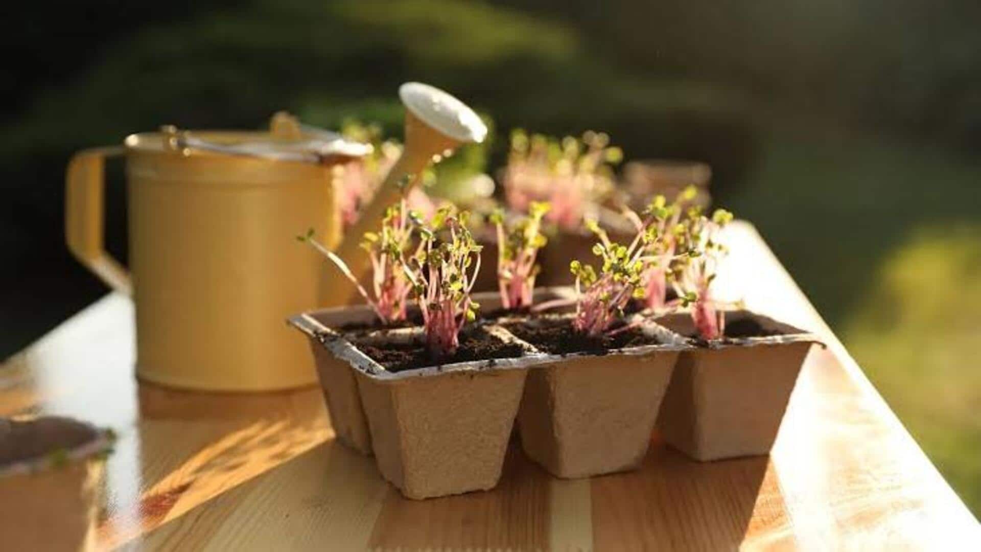 How to make seedling pots from recycled paper
